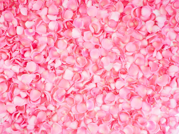 istock Pink rose petals on white background.  For card design and wedding. 1192472888