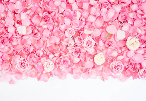 istock Pink rose petals on white background.  For card design and wedding. 1192472912