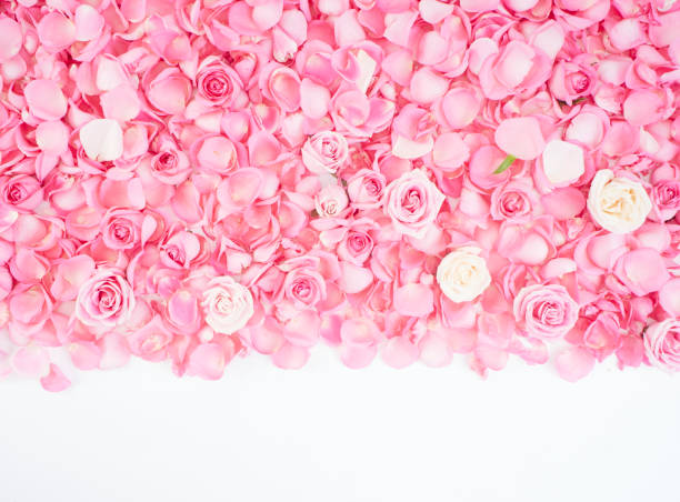 istock Pink rose petals on white background.  For card design and wedding. 1192472932