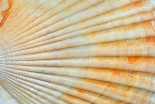 istock Surface of shell of scallop 5 1192474951