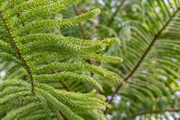 Araucaria heterophylla