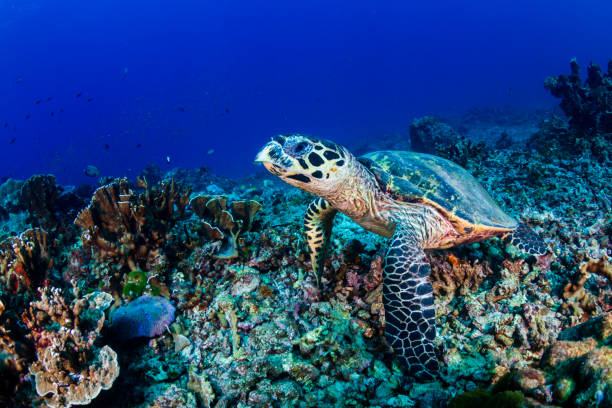 istock Hawksbill Sea Turtle feeding on a hard coral reef 1192475387