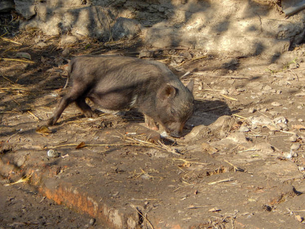 istock small black pig black pig walks in the wild 1192476113