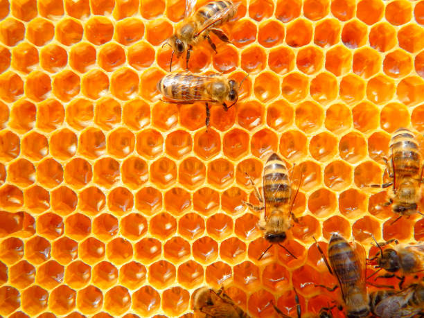istock bee on honeycombs with honey slices nectar into cells. 1192476166