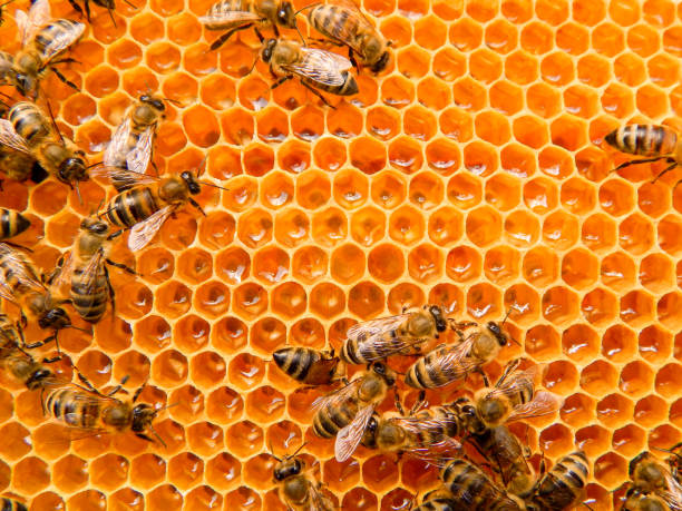 istock bee on honeycombs with honey slices nectar into cells. 1192476188