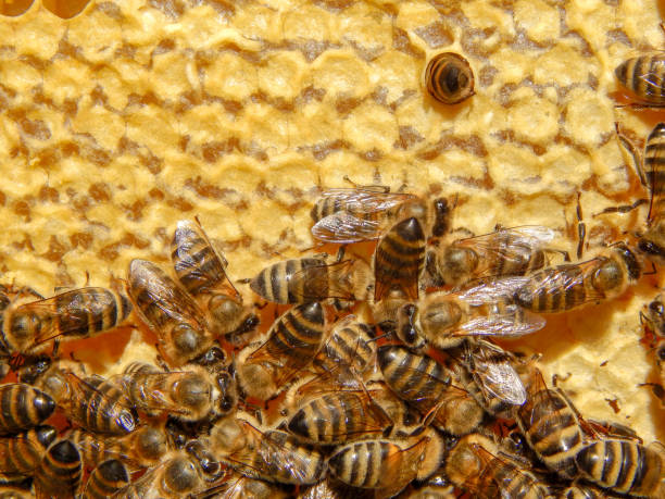 istock bee on honeycombs with honey slices nectar into cells. 1192476209