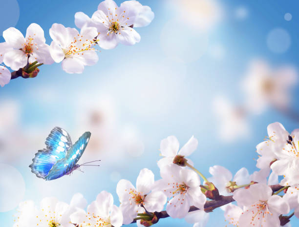 istock Cherry blossoms over blurred nature background. Spring flowers. Spring Background with bokeh. Butterfly 1192476244