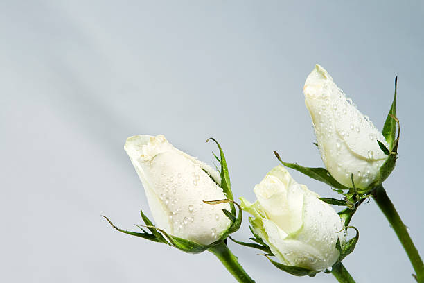 três brancos de rosas botões. - bud scar imagens e fotografias de stock