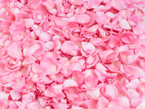 istock Pink rose petals on white background.  For card design and wedding. 1192477250