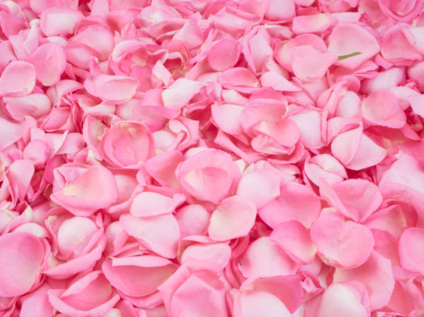 istock Pink rose petals on white background.  For card design and wedding. 1192477262
