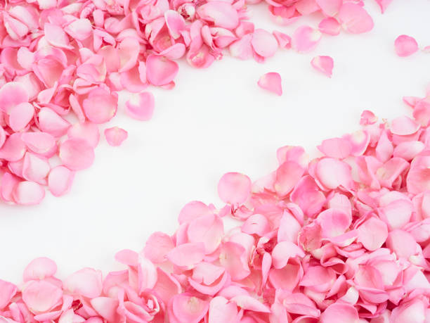 istock Pink rose petals on white background.  For card design and wedding. 1192477264