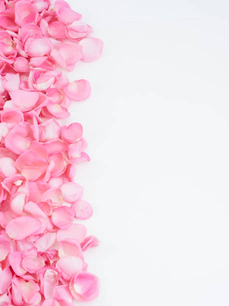 istock Pink rose petals on white background.  For card design and wedding. 1192477272