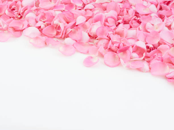 istock Pink rose petals on white background.  For card design and wedding. 1192477274