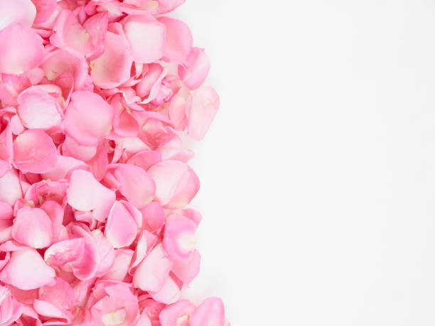 istock Pink rose petals on white background.  For card design and wedding. 1192477276