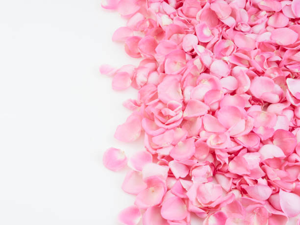 istock Pink rose petals on white background.  For card design and wedding. 1192477302