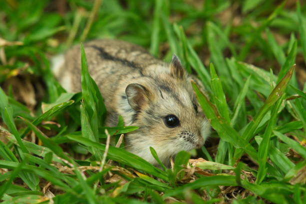 istock Cute exotic female brown dwarf hamster walking on the grass field 1192478463