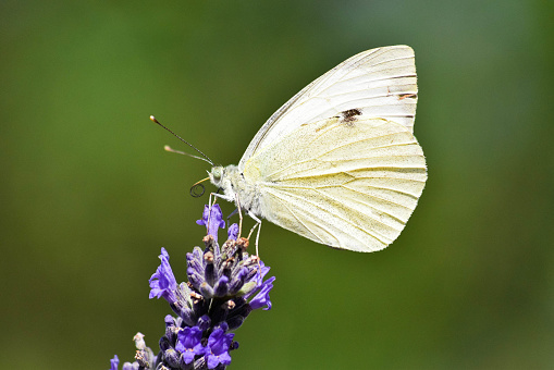 White butterfly on the flower