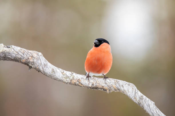 istock Bullfinch, Pyrrhula pyrrhula 1192479890