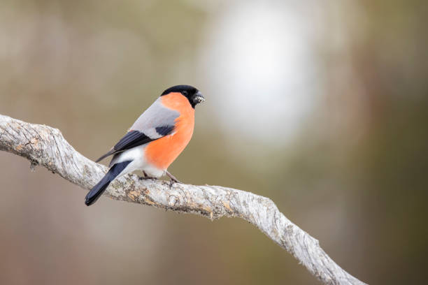 istock Bullfinch, Pyrrhula pyrrhula 1192479915