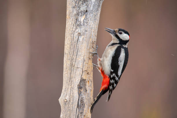 istock Great Spotted Woodpecker, Dendrocopos major 1192479934