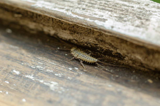 Thermobia domestica. Silverfish. Thermobia domestica in normal habitat. Macro.