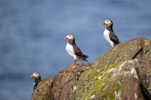 istock Puffin, Fratercula arctica 1192480186