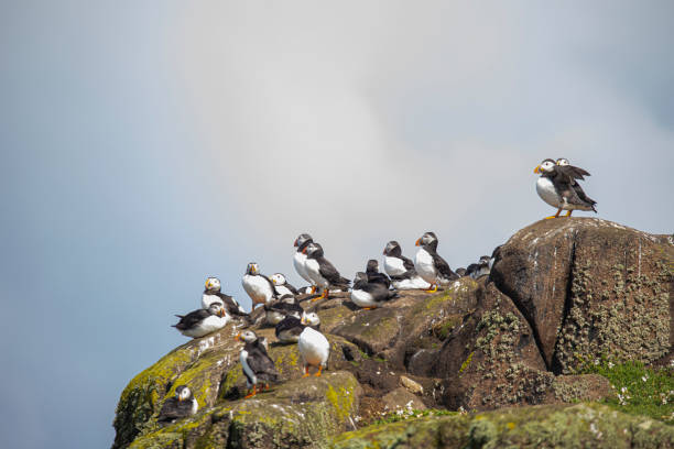 istock Puffin, Fratercula arctica 1192480225