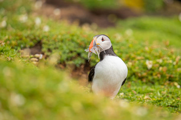 istock Puffin, Fratercula arctica 1192480821