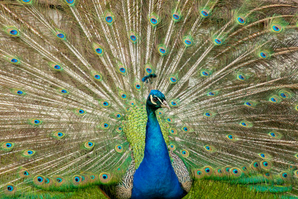 istock Peacock,  Phasianidae. Male. 1192480958