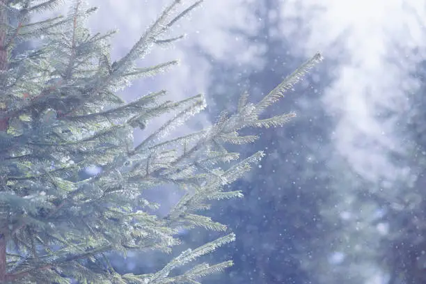 Winter snowfall in the fir forest. Green spruce trees, snow, frost haze, sunny day. The beauty of the Christmas season.