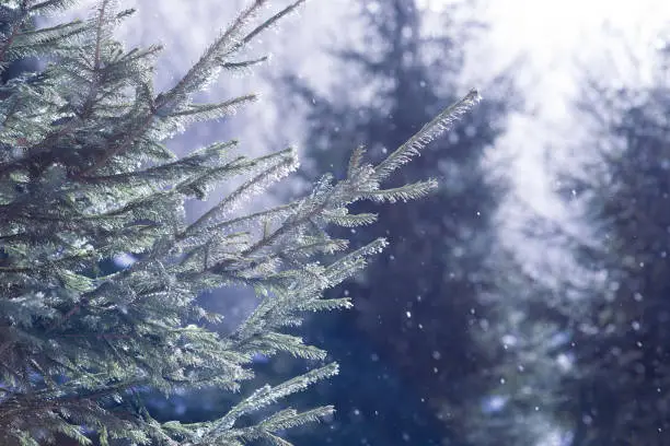 Winter snowfall in the fir forest. Green spruce trees, snow, frost haze, sunny day. The beauty of the Christmas season.