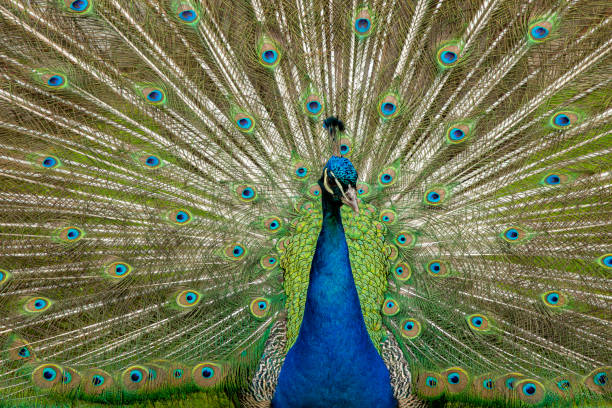 istock Peacock,  Phasianidae. Male. 1192481075