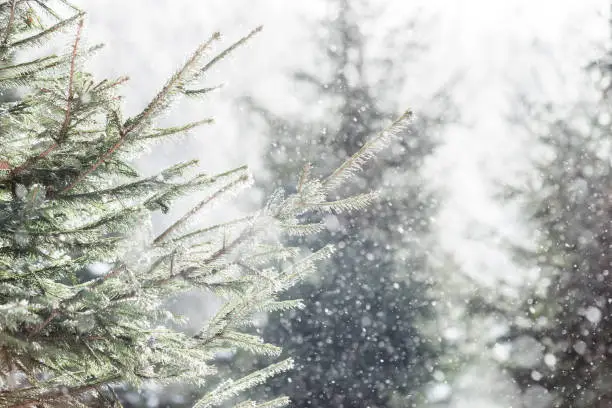 Winter snowfall in the fir forest. Green spruce trees, snow, frost haze, sunny day. The beauty of the Christmas season.