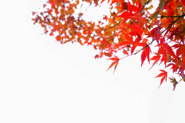 foglia d'acero su sfondo bianco - japanese maple leaf water japan foto e immagini stock