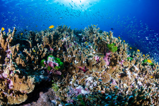 istock Beautiful, coloful tropical coral reef at sunrise (Similan Islands, Thailand) 1192482467