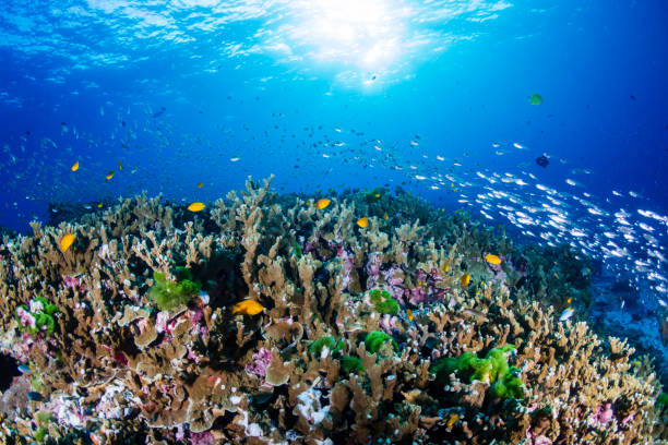 istock Beautiful, coloful tropical coral reef at sunrise (Similan Islands, Thailand) 1192482517
