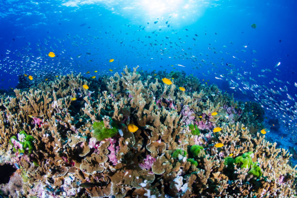 istock Beautiful, coloful tropical coral reef at sunrise (Similan Islands, Thailand) 1192482573