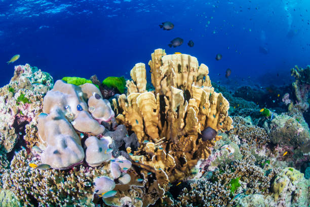 istock Colorful hard corals on a healthy coral reef 1192482763