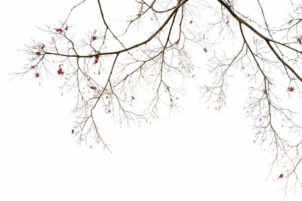 istock Trees and leaves, background with copy space 1192482767