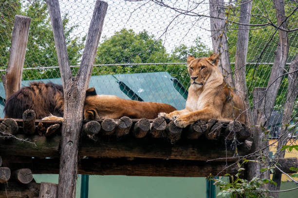 istock resting lioness resting in the zoo 1192482868