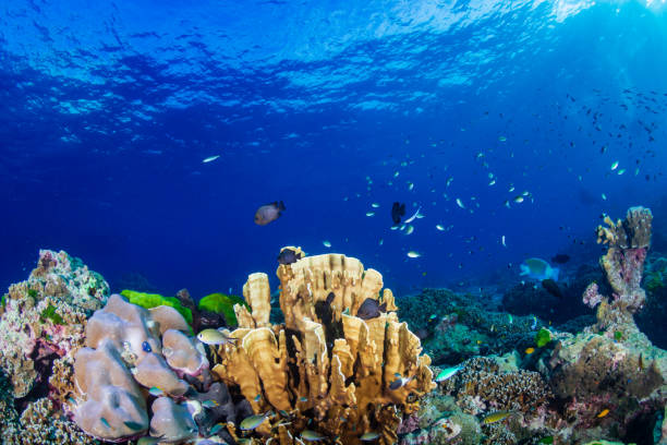 istock Colorful hard corals on a healthy coral reef 1192482870