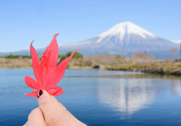The hand of the girl holding the maple leaf on the background of Mount Fuji