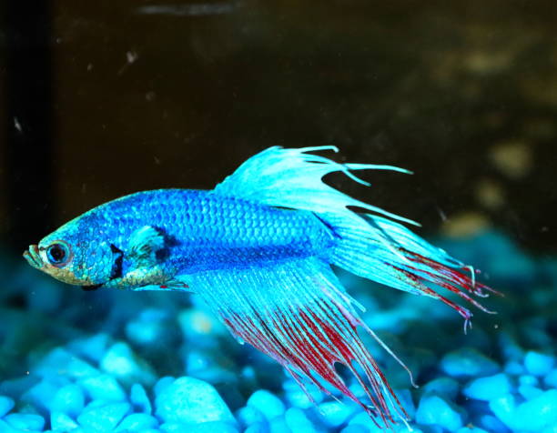 istock siamese fighting fish in an aquarium 1192482896