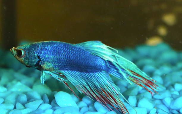 istock siamese fighting fish in an aquarium 1192482919