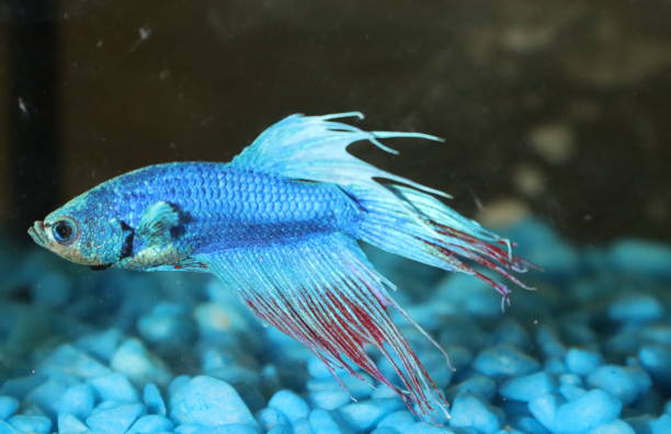 istock siamese fighting fish in an aquarium 1192482921