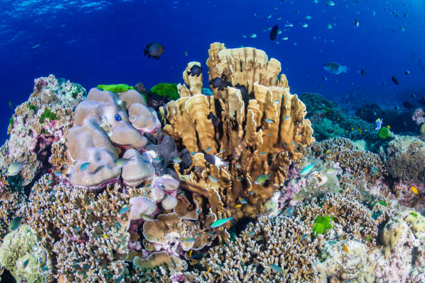istock Colorful hard corals on a healthy coral reef 1192482948
