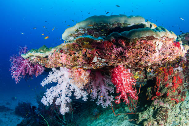 istock Colorful soft corals on a tropical reef 1192483119