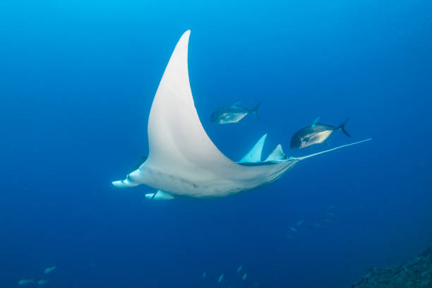 istock Huge Oceanic Manta Ray in a blue, tropical ocean (Andaman Sea) 1192483763