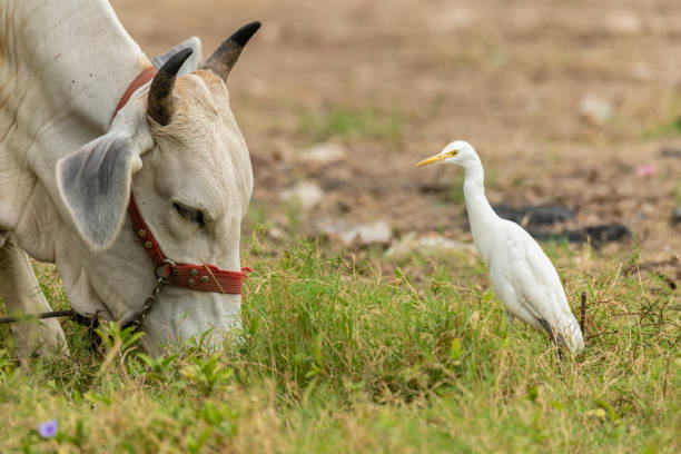 istock Cattle Egret standing in front of a cow in a field 1192483955