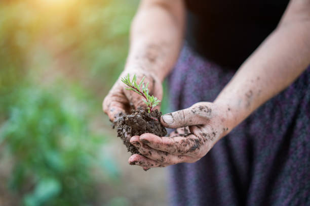 istock Women muddy hand planting vegetables. 1192484229